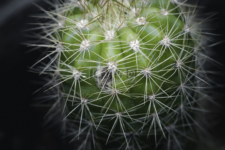 绿色仙人掌植物及其锋利的针叶特