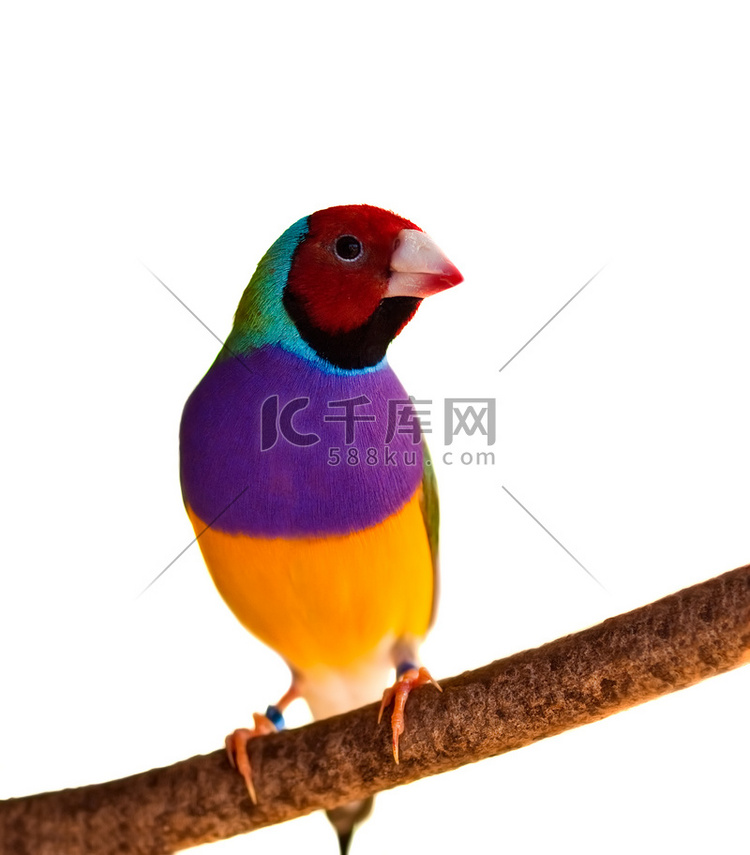 澳大利亚雀 Gouldian 红头雄鸟分离