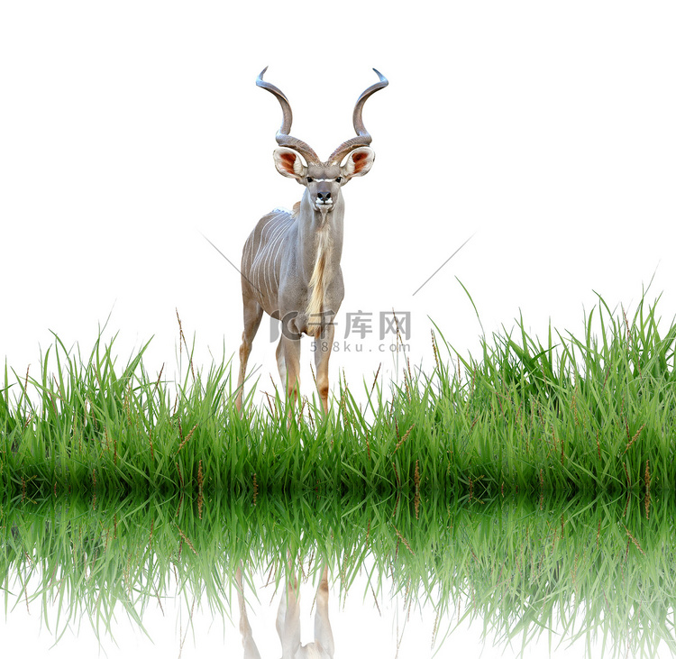 孤立的绿草捻角羚