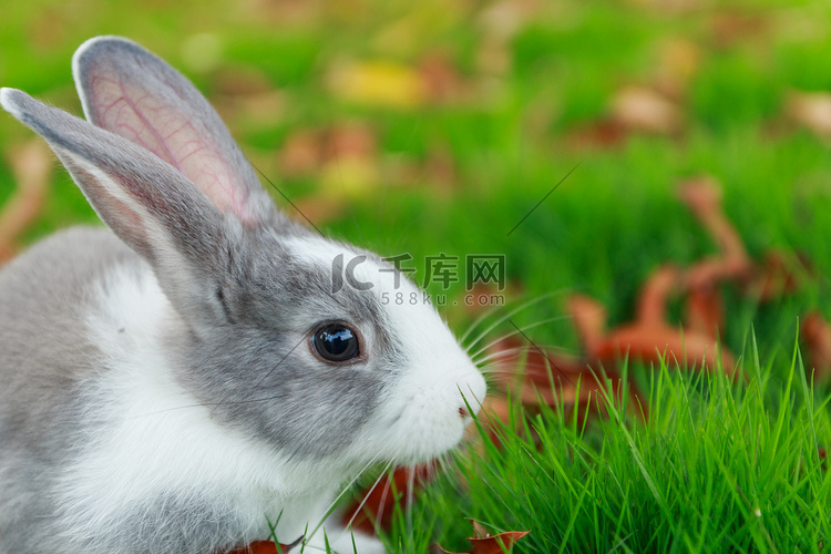 兔子在草地上奔跑