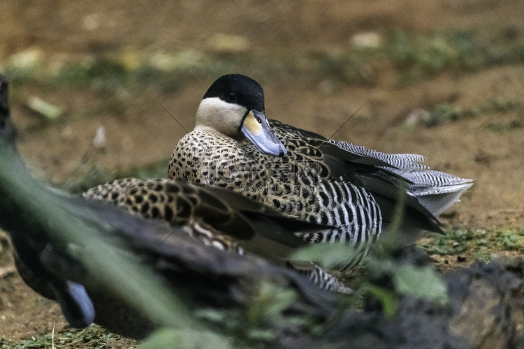 斯里兰卡汉班托塔鸟类公园的银鸭