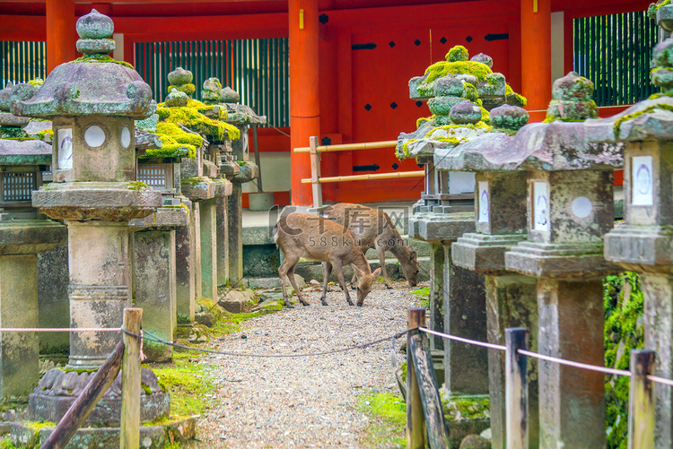 日本奈良市的鹿