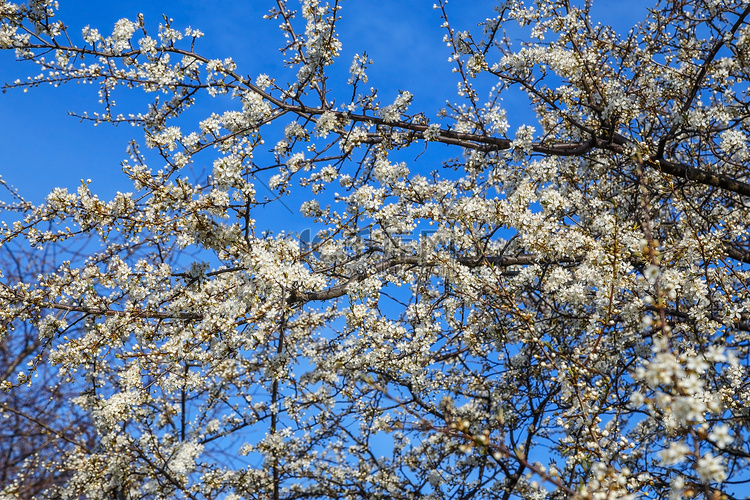 在蓝天背景的白色樱花