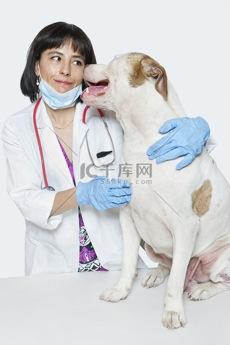 灰色背景下带狗的女兽医