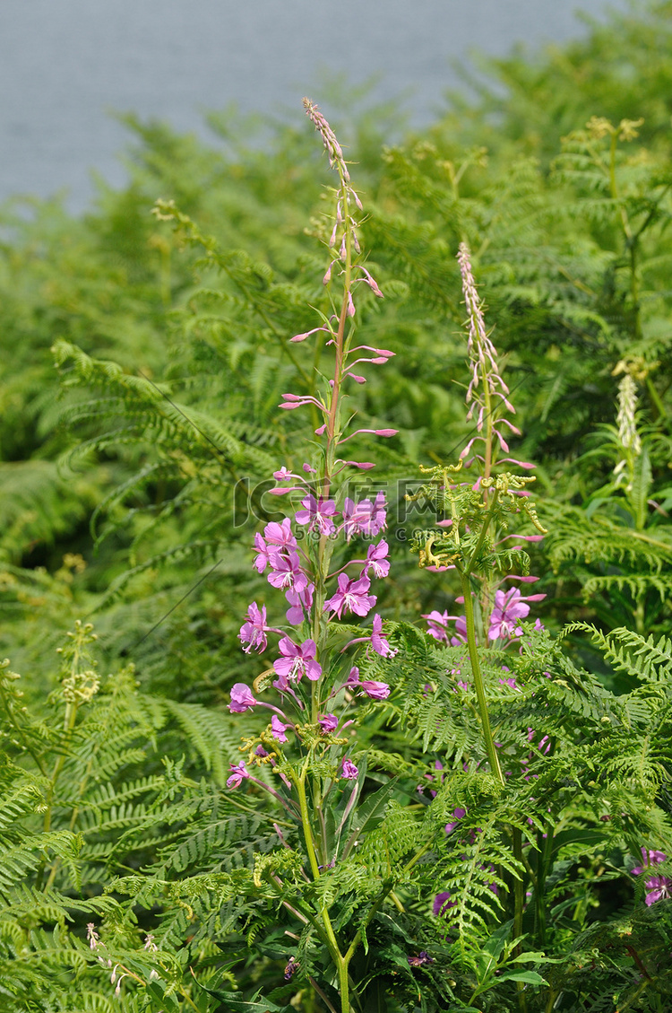 玫瑰月桂（Epilobium angustifolium）