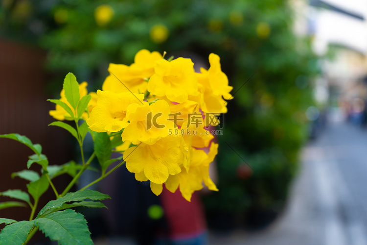 泰国曼谷美丽的黄色老花 Tru