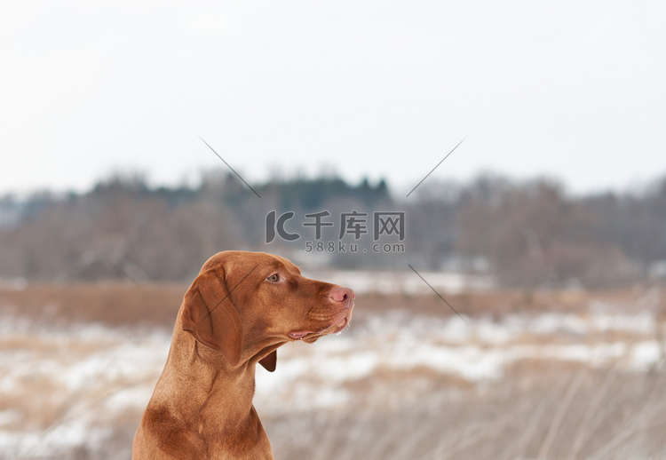 Vizsla 狗在冬天的肖像