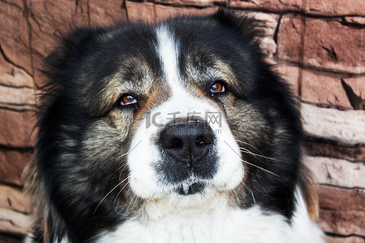 高加索牧羊犬，一种大型护卫犬。
