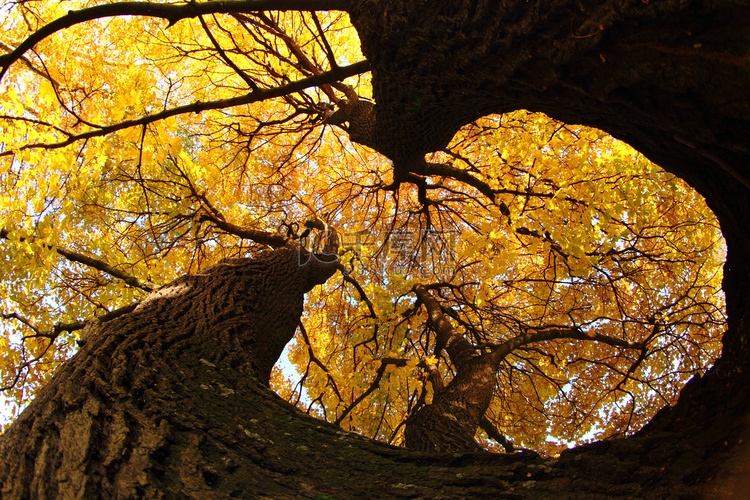 秋天的老树