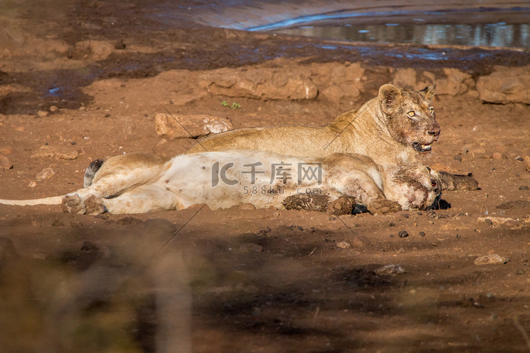 两只狮子躺在泥土里。