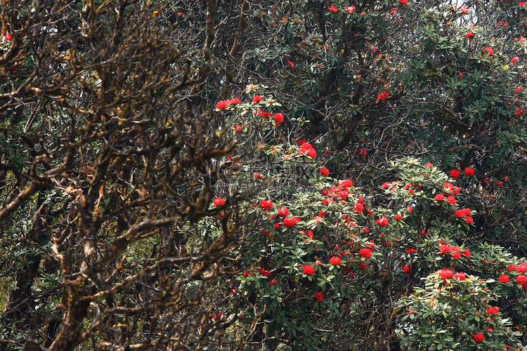 泰国茵他侬的杜鹃花花背景。