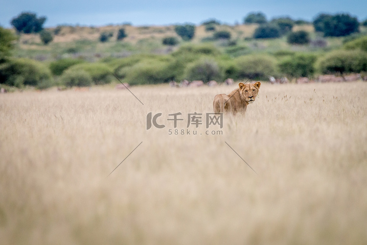 狮子站在草地上回头看。