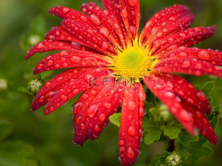 带雨滴的红花菊花