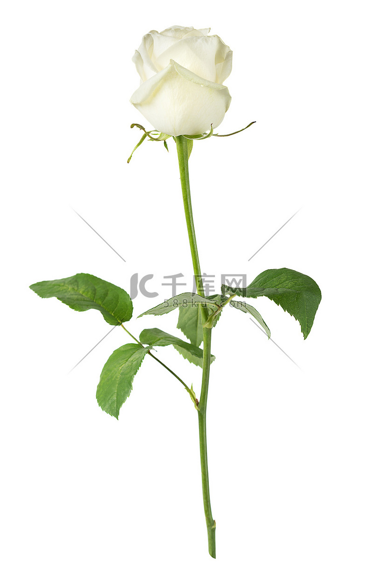 白色背景上的白玫瑰