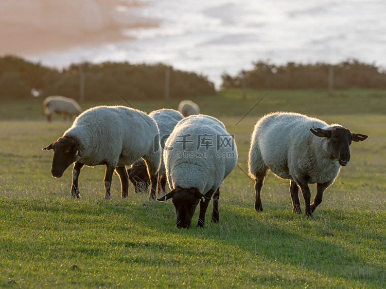 在日出的萨福克绵羊母羊