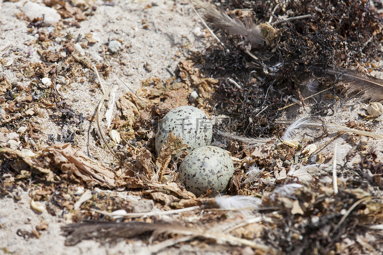 海鸥的蛋在它的巢