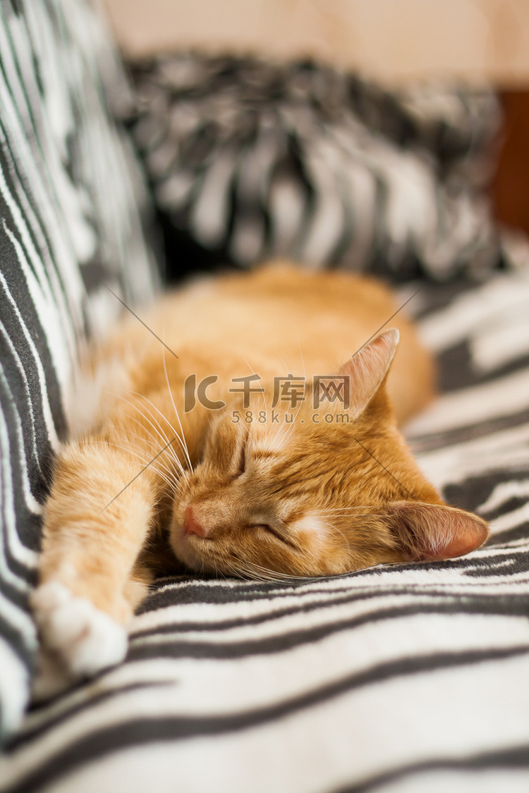 红猫睡觉和伸展爪子