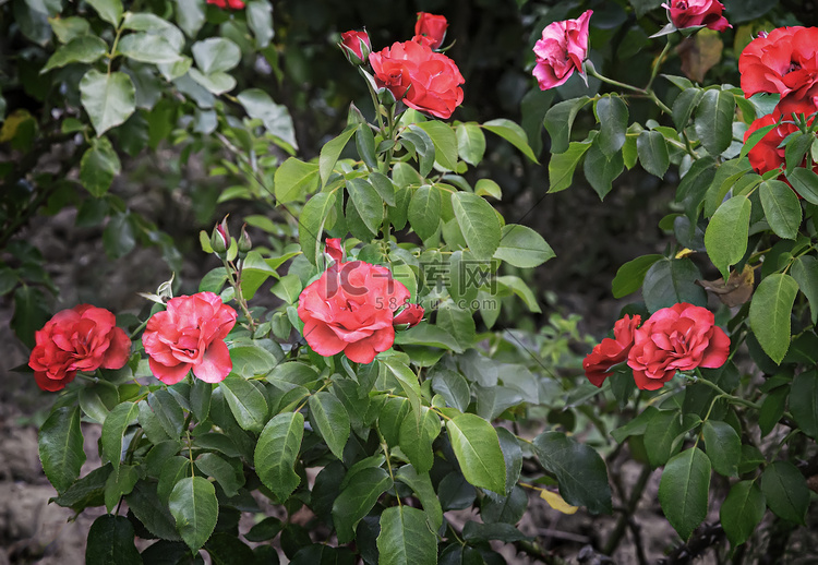 美丽的朵朵玫瑰映衬着叶子的绿色