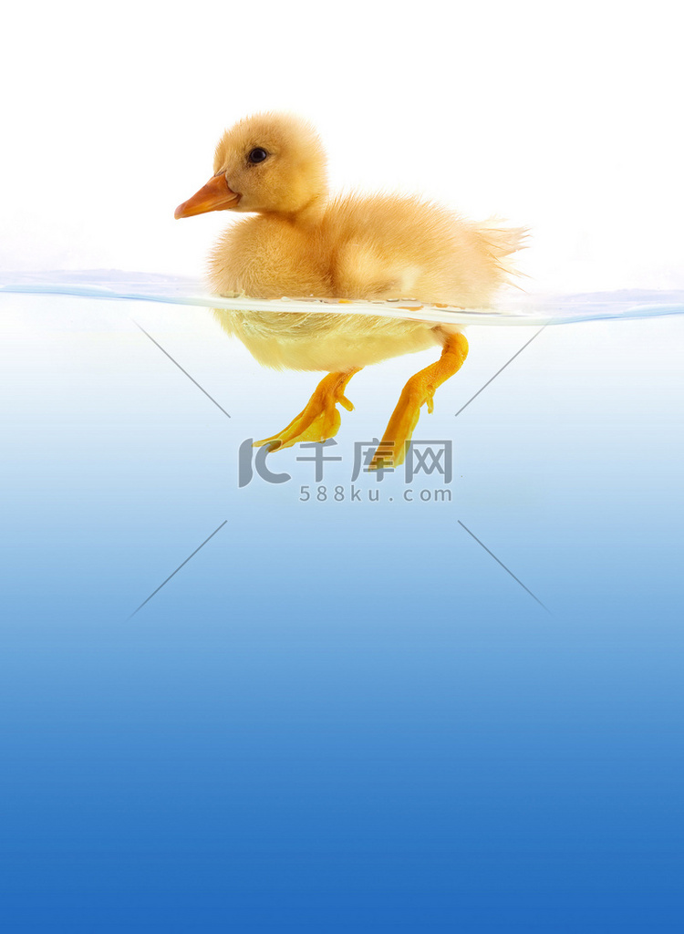小黄鸭游泳