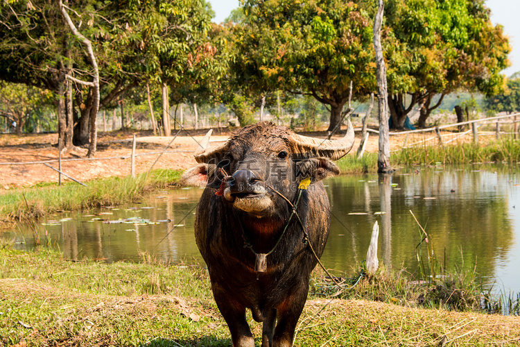 泰国农场水牛
