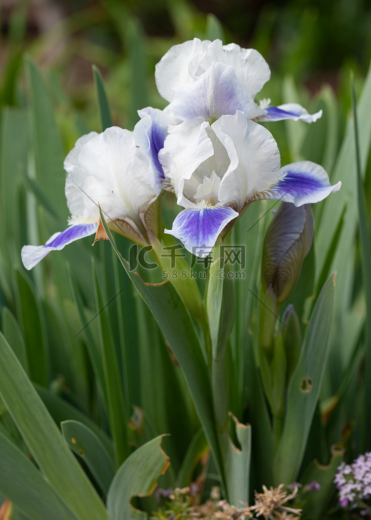 德国鸢尾，Iris barbata-nana