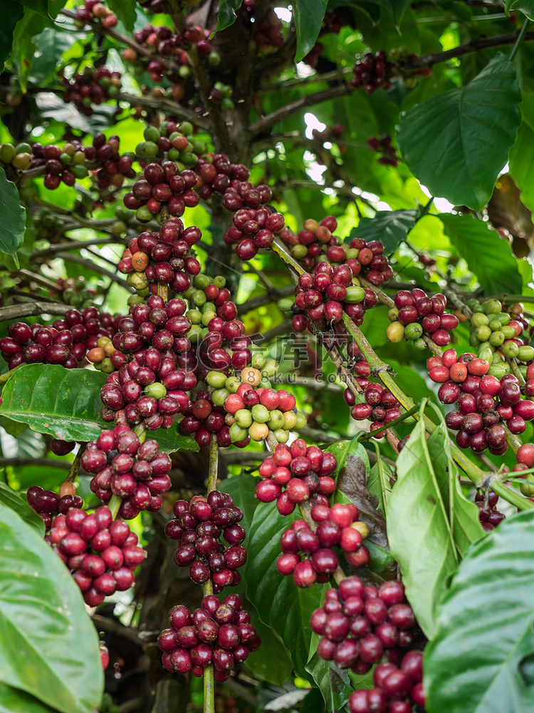 咖啡种子在种植园，泰国。