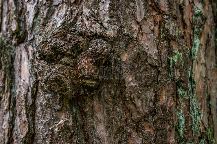 混交林中的松软木树纹理背景