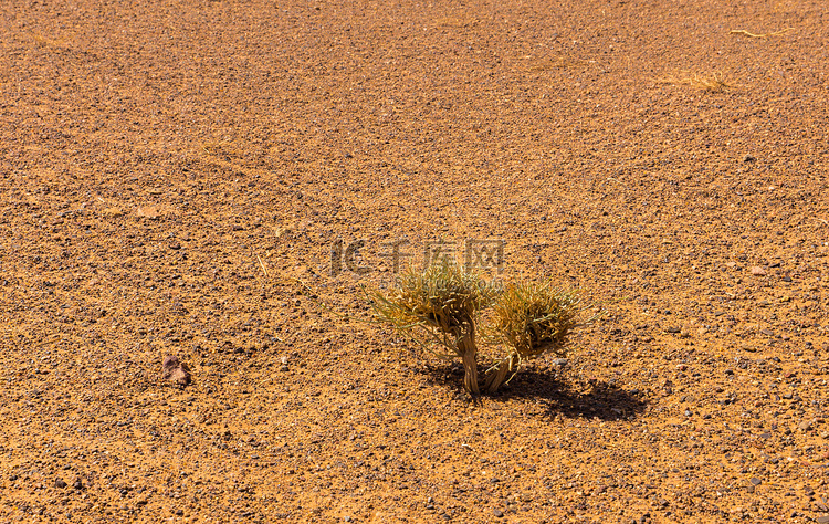 撒哈拉沙漠中的绿色灌木