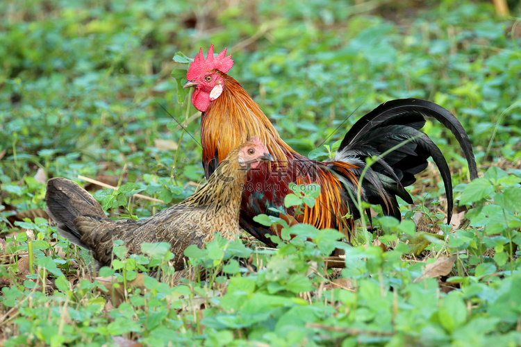 公鸡和母鸡在绿色田野中的形象。