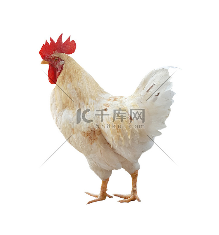 孤立在白色背景上的鸡的形象。