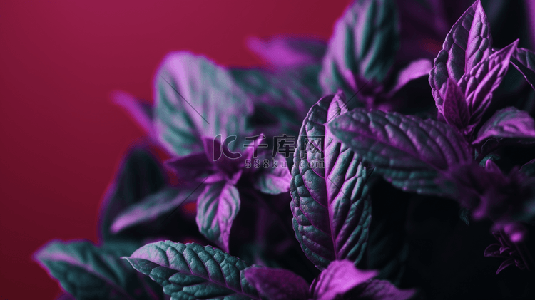 紫色背景植物的特写