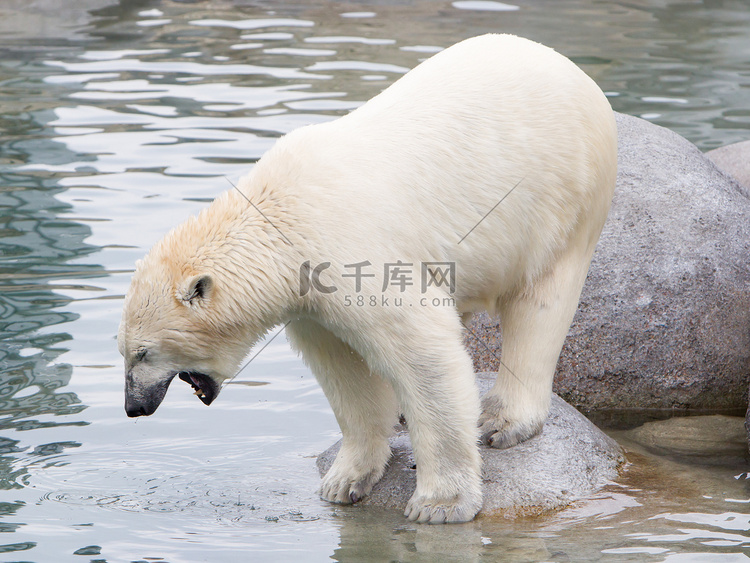 北极熊 (icebear) 的特写镜头