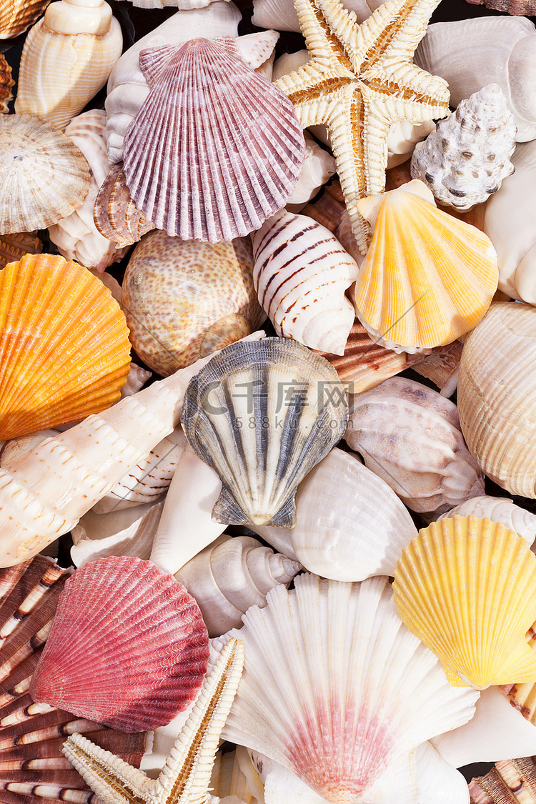 五颜六色的各种各样的海贝壳背景