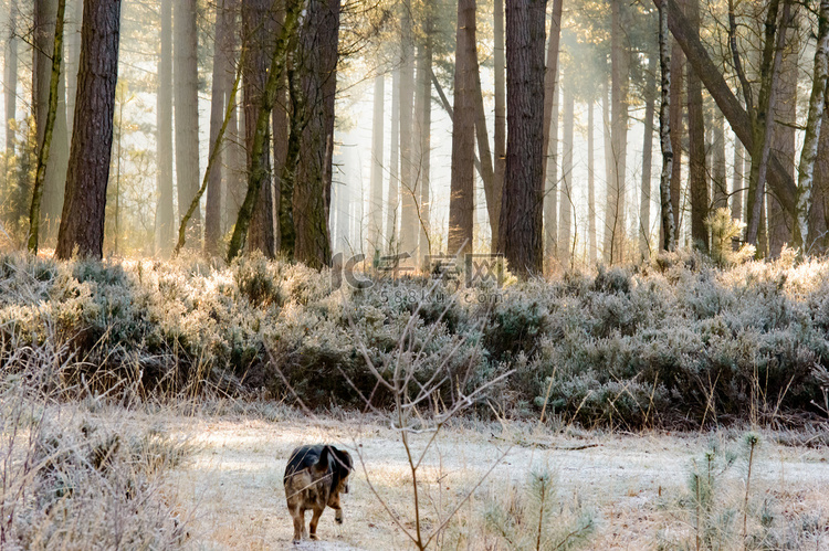 单身狗在结霜的灌木丛附近散步