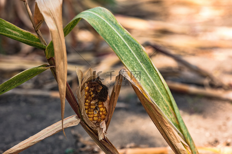 长期干旱使玉米植株更容易患病和