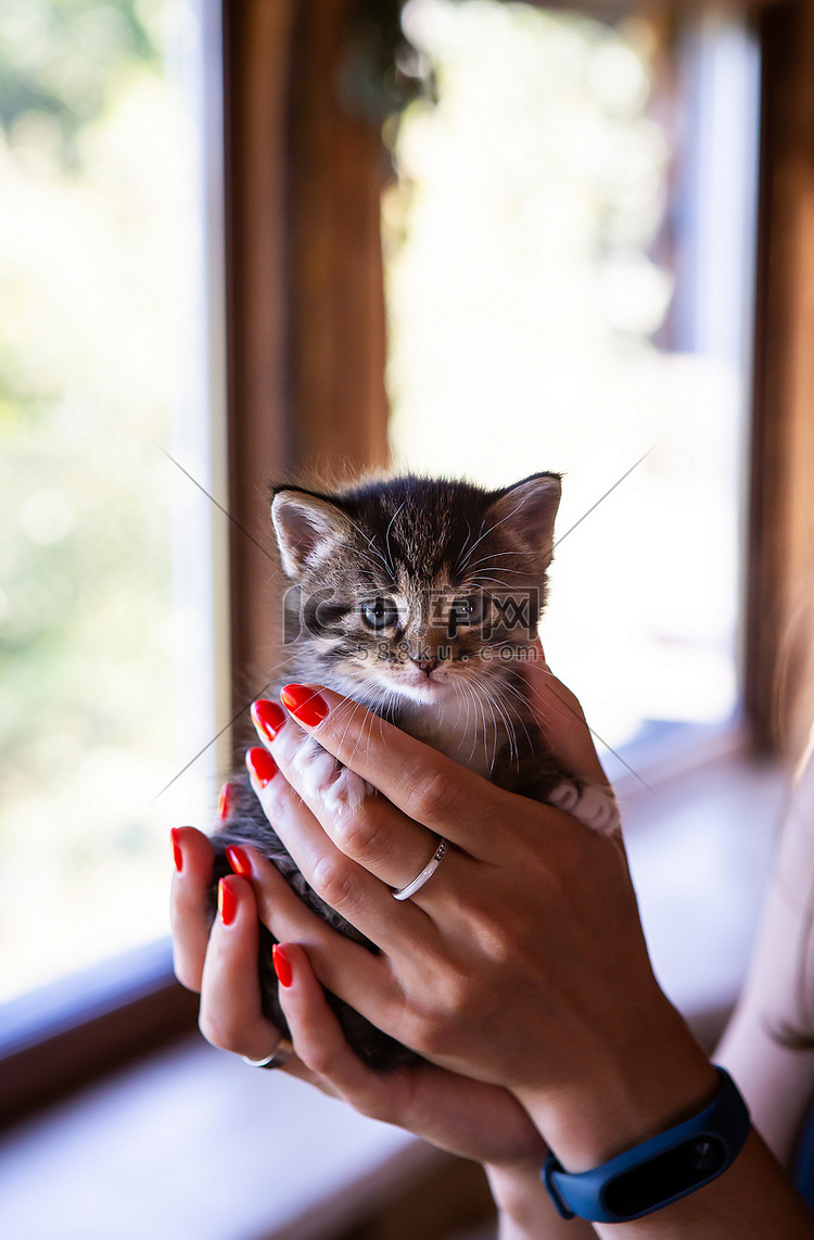 年轻女子抱着她可爱的小猫玩耍，