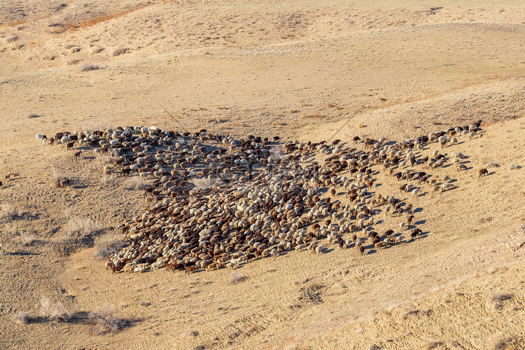 沙漠或草原上一群公羊的景观鸟瞰