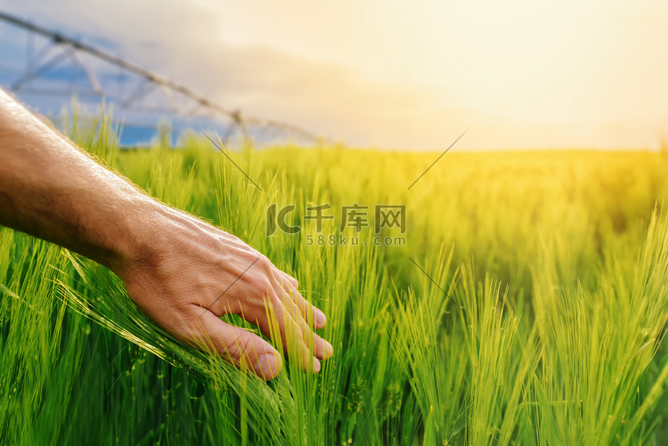 农民在耕地里触摸绿色小麦植物