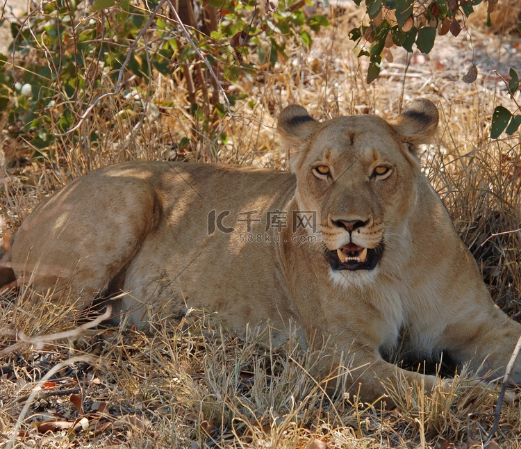 非洲野生动物狮子