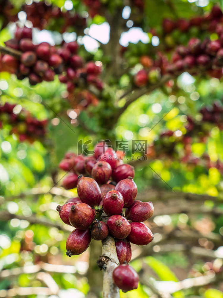 种植园中纯红色的一束咖啡种子。