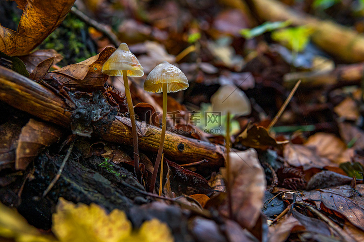 五颜六色的秋季森林中的各种蘑菇