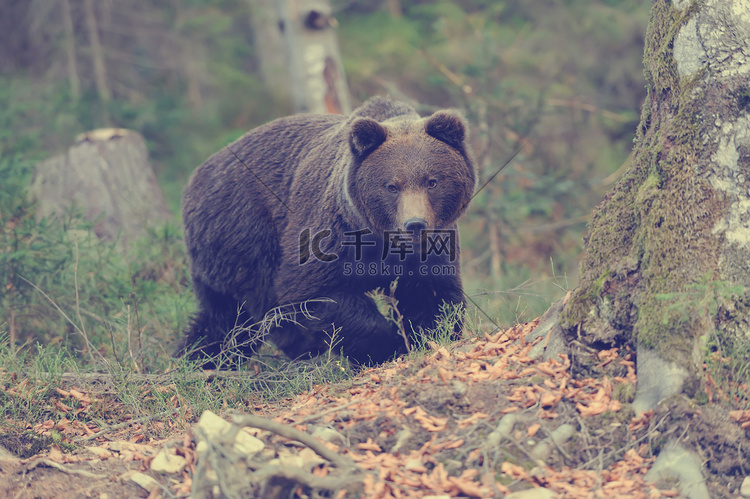 森林里的大熊