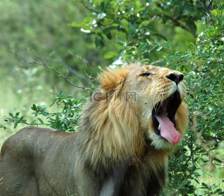 狮子 (Panthera leo)