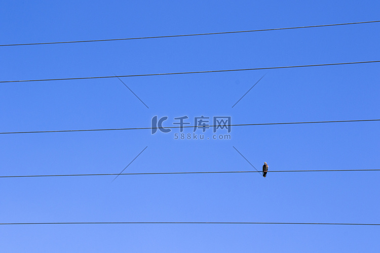 蓝天背景中电线上的鸟，鸟鸽坐着