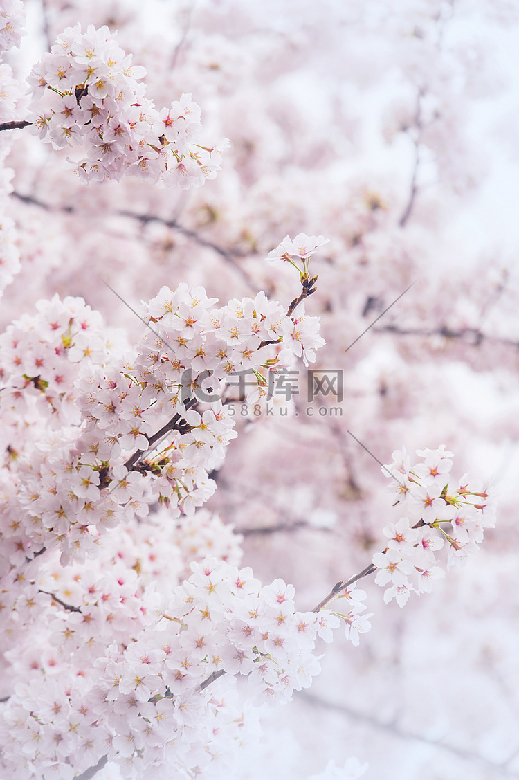 柔和焦点的樱花，韩国的樱花季，