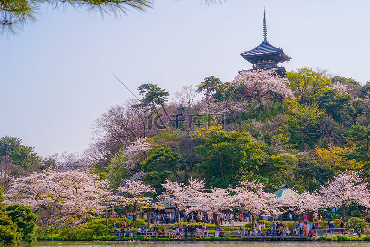 盛开的樱花和日本庭园