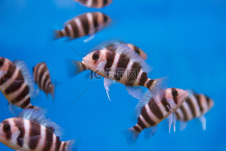几条有条纹的 frontosa cyphotilapia 鱼