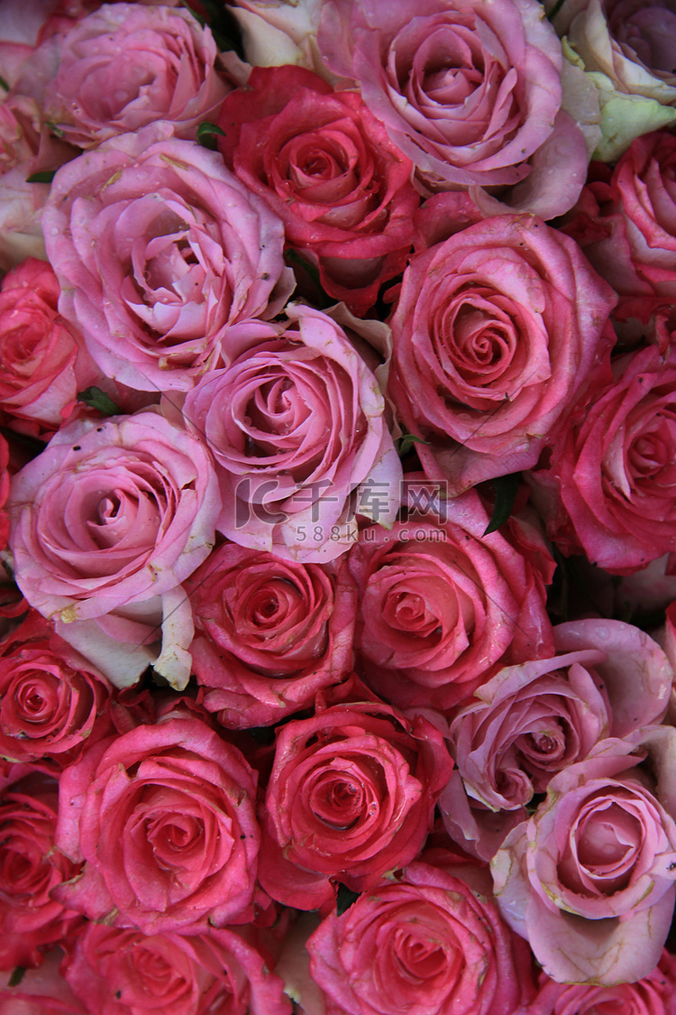 混合粉色新娘玫瑰