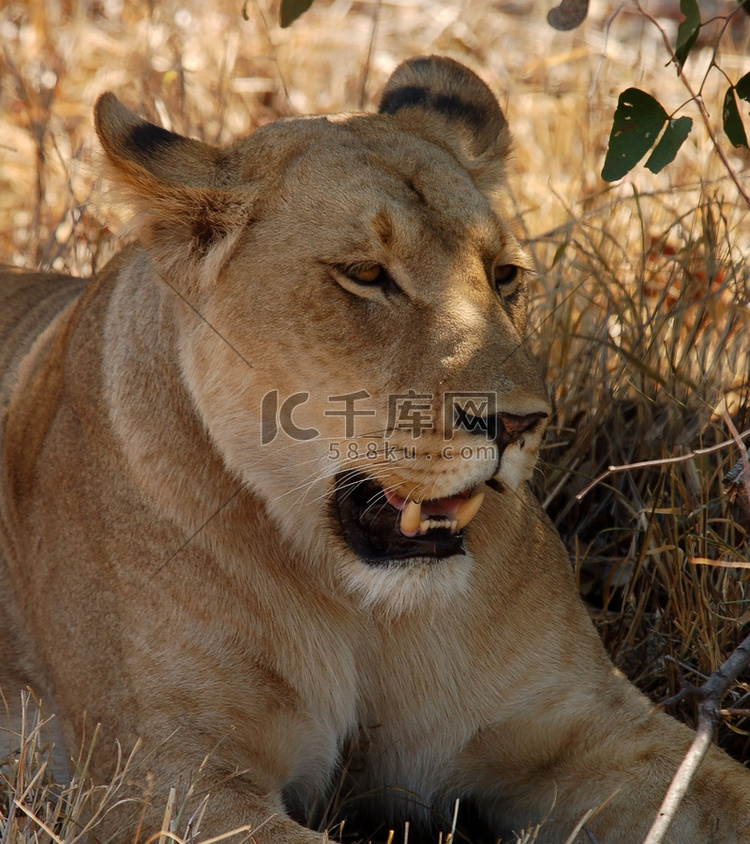非洲野生动物：雌狮