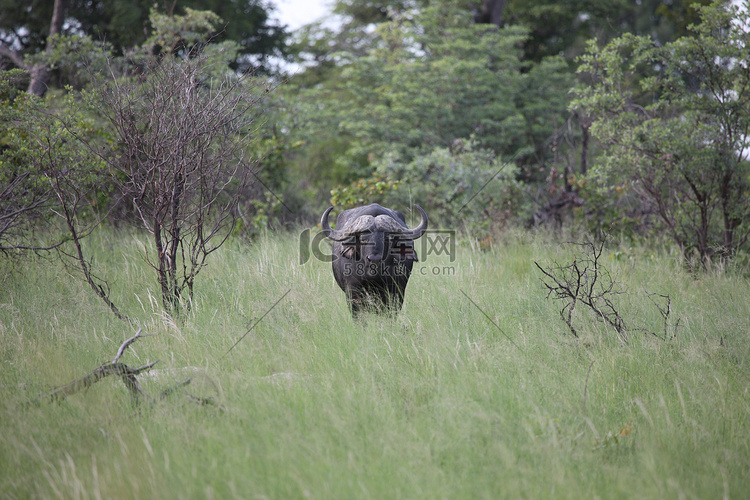 野生非洲博茨瓦纳大草原非洲水牛